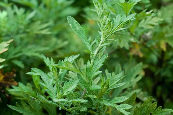 不用农药20种杀虫方法