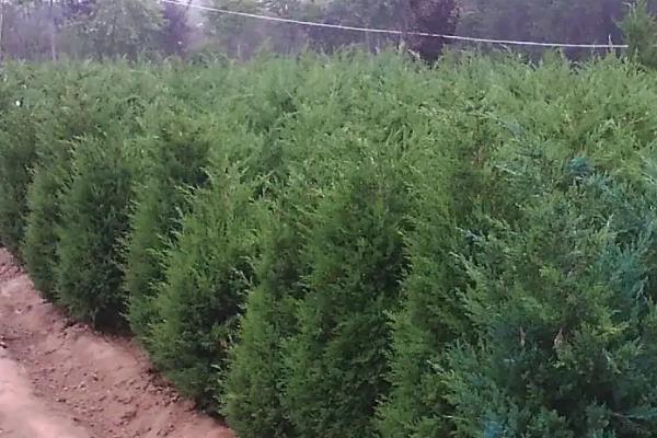 柏树苗的售价，附柏树苗盆栽种植要点