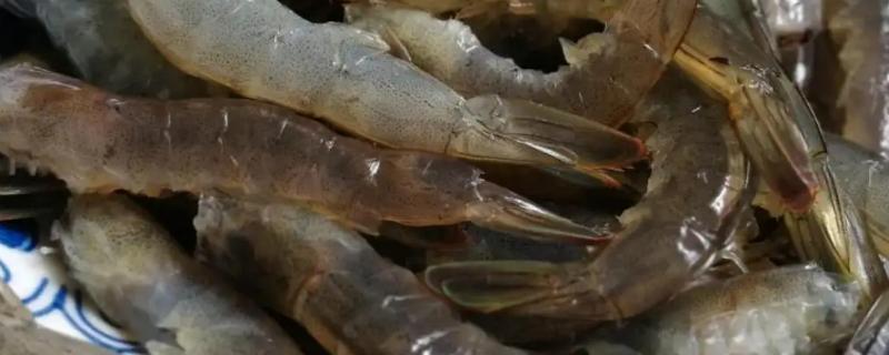 明虾是淡水养殖还是海水养殖