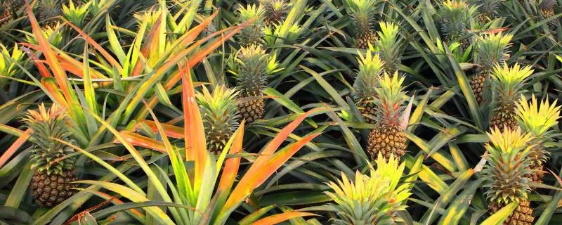 种植菠萝成本效益如何计算