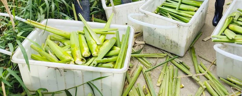种植一亩茭白多少成本