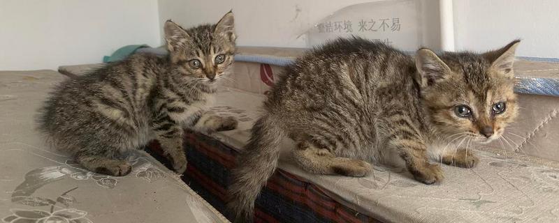 狸猫怎么养