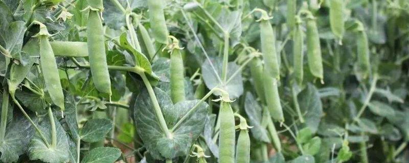 豌豆种植亩产量多少斤