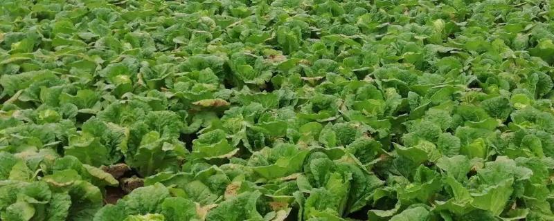娃娃菜种植亩产量多少斤