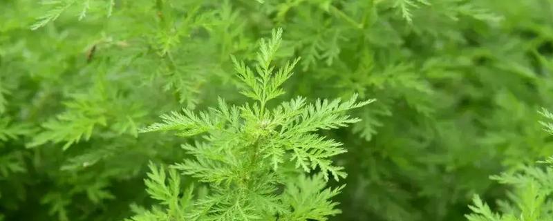 一亩青蒿的产量是多少