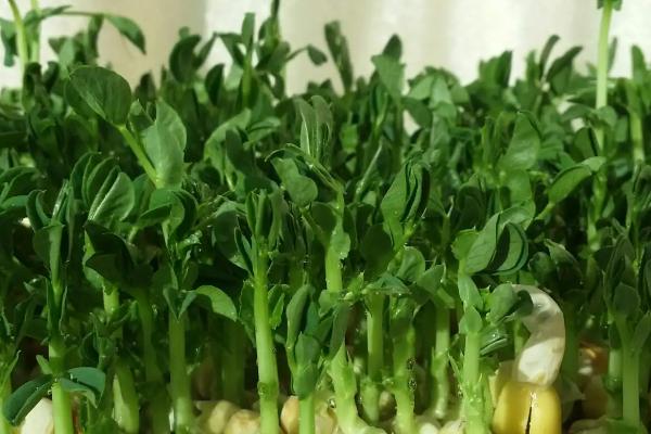 第一茬豌豆苗应该剪到哪里