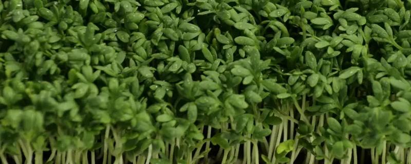 麻豌豆苗可以割几次