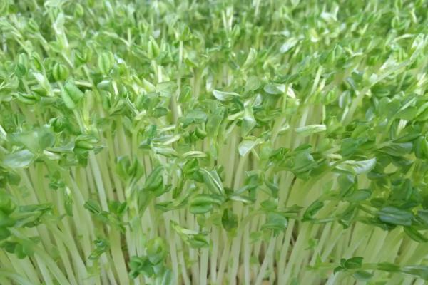 麻豌豆苗可以割几次