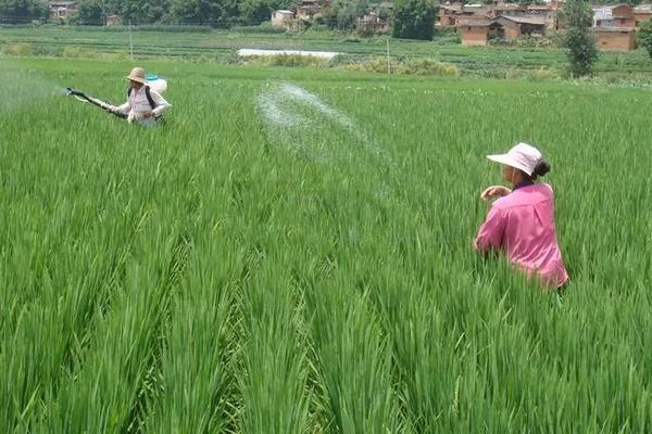 氯化钾肥料能用在什么植物上