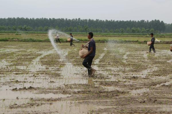 氯化钾肥料能用在什么植物上