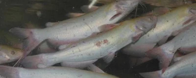 鮰鱼是淡水鱼还是海水鱼