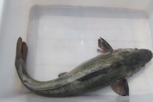 鮰鱼是淡水鱼还是海水鱼