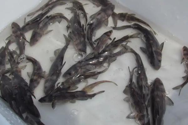 鮰鱼是淡水鱼还是海水鱼