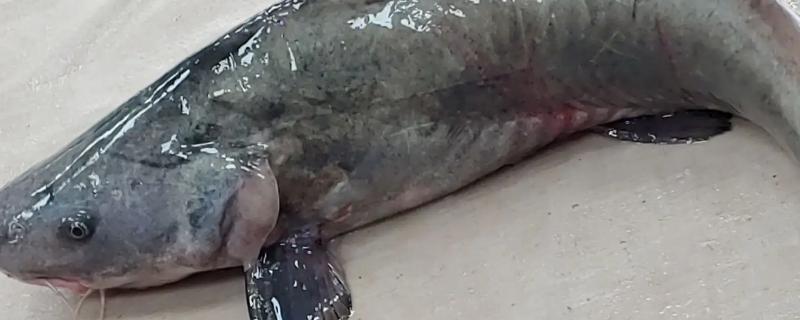 回鱼和鮰鱼一样吗
