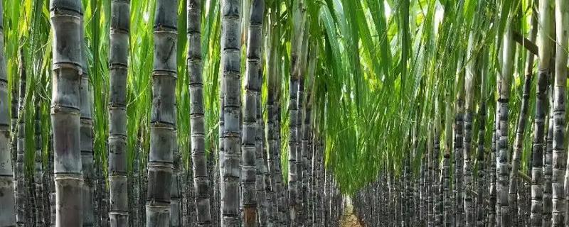 甘蔗几月种植好