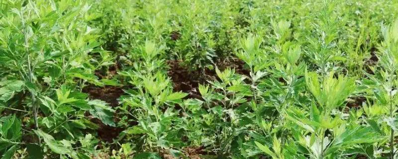 种植艾草每亩成本是多少