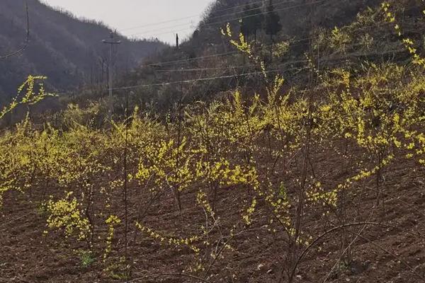 连翘的亩产量是多少，附何时种植为好
