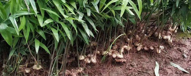 种植黄精需要多少成本
