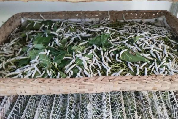 养蚕方法和用药方法