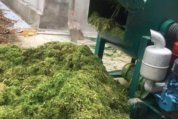简易的饲料青贮方法