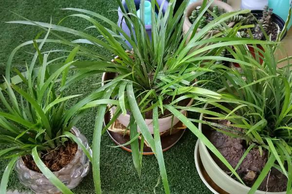 石菖蒲种植三年亩产多少斤