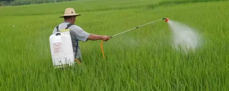 叶面肥能和杀虫药一起喷吗