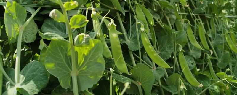 豌豆种植方法和时间