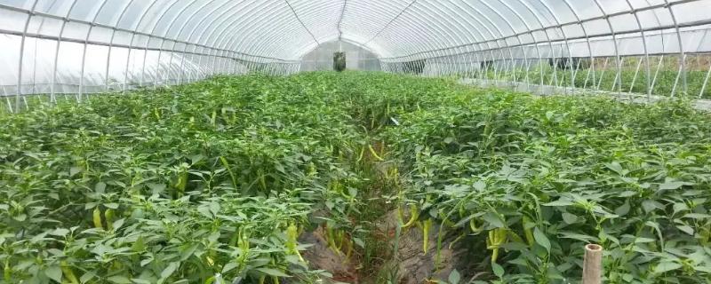 辣椒反季节种植技术