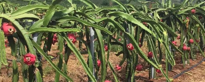火龙果的种植技术与栽培技术
