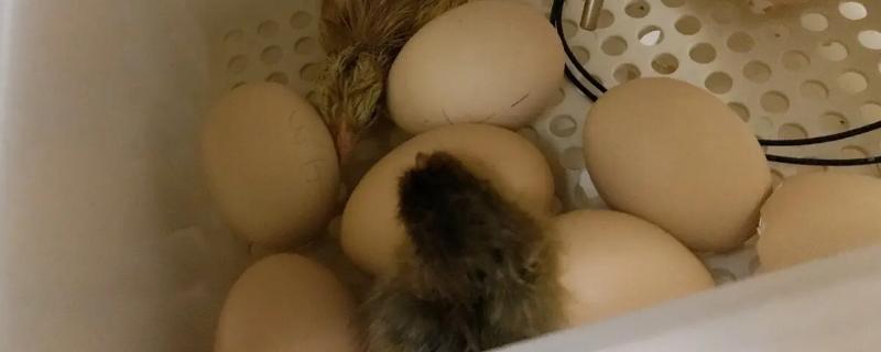 孵化小鸡的技术和方法