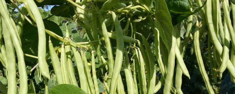 四季豆种植时间和方法温度