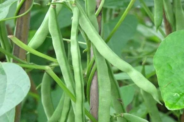 种植四季豆的时间方法和温度