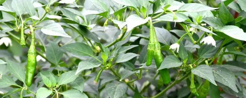 樟树港辣椒种植技术