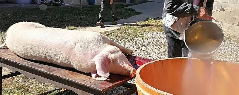 杀猪的方法与技巧