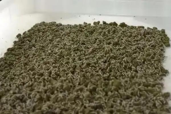 制作蚕饲料的配方