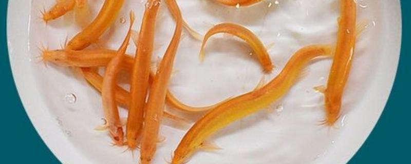 黄金泥鳅怎么养