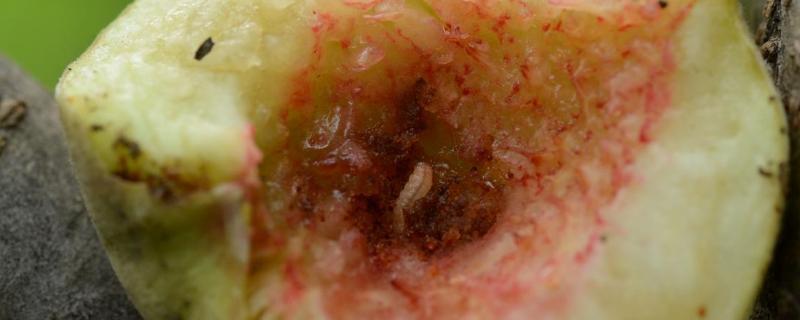 桃小食心虫特效药及防治时间