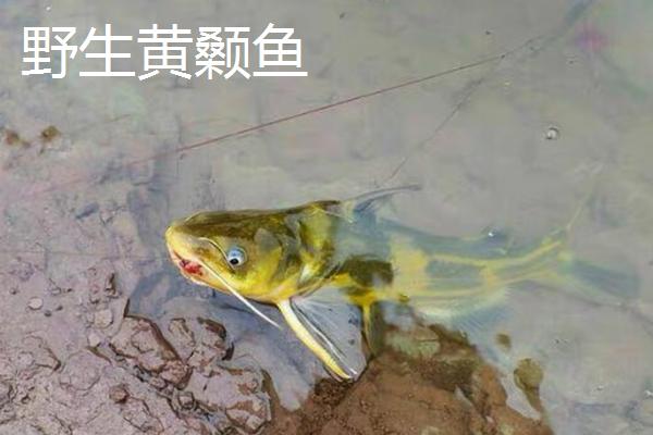 黄颡鱼野生和养殖有哪些区别