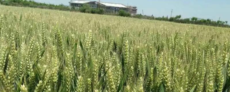 2021矮杆高产小麦种