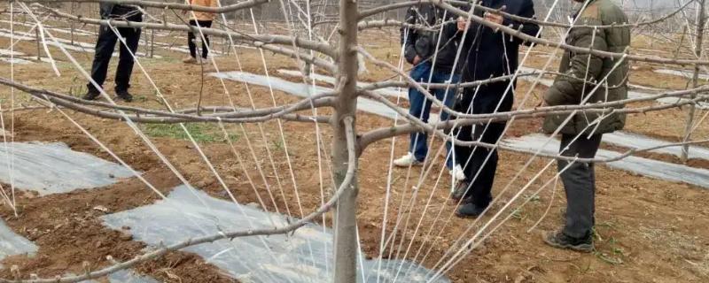苹果树拉枝时间是什么时候