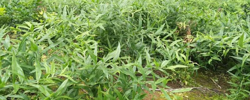 黄精用什么肥料长得快