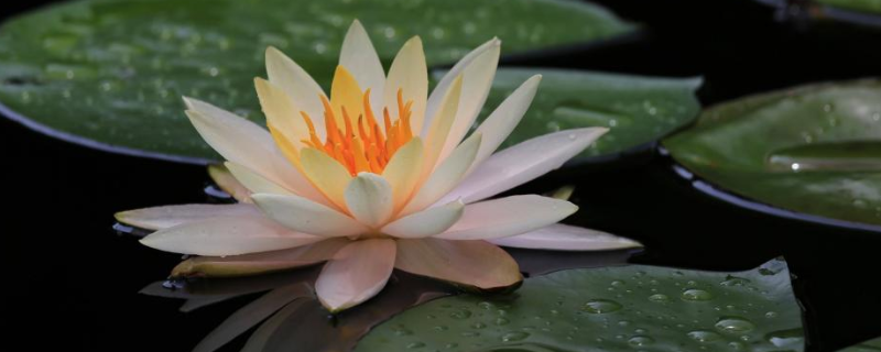 水生花卉栽培技术