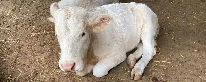新生牛犊站不起来什么原因