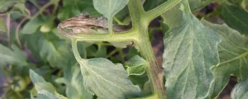 西红柿黑杆是什么原因造成的