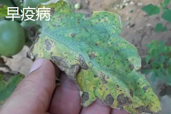 常见的西红柿真菌病害