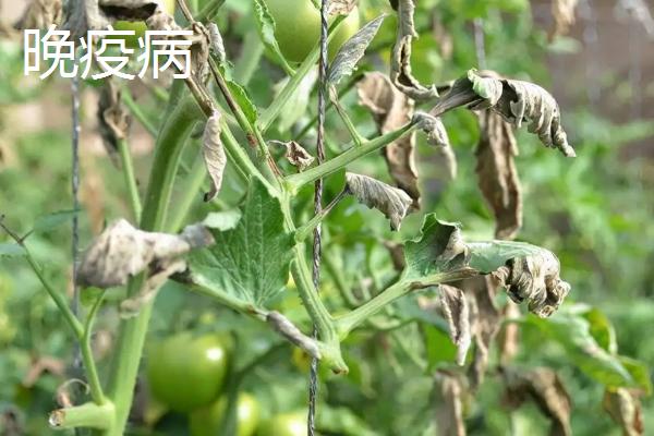 常见的西红柿真菌病害