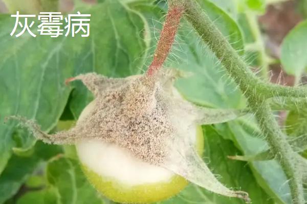 常见的西红柿真菌病害