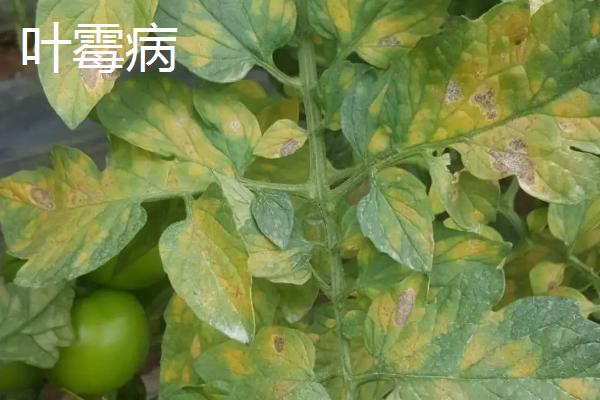 常见的西红柿真菌病害