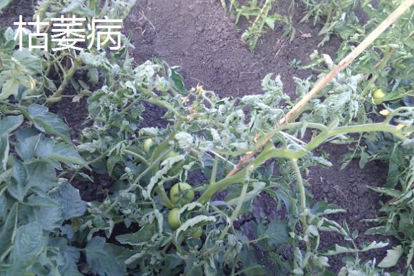常见的西红柿真菌病害
