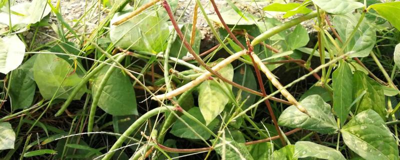 红小豆种植的株行距是多少